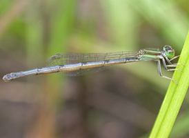 Eastern Forktail